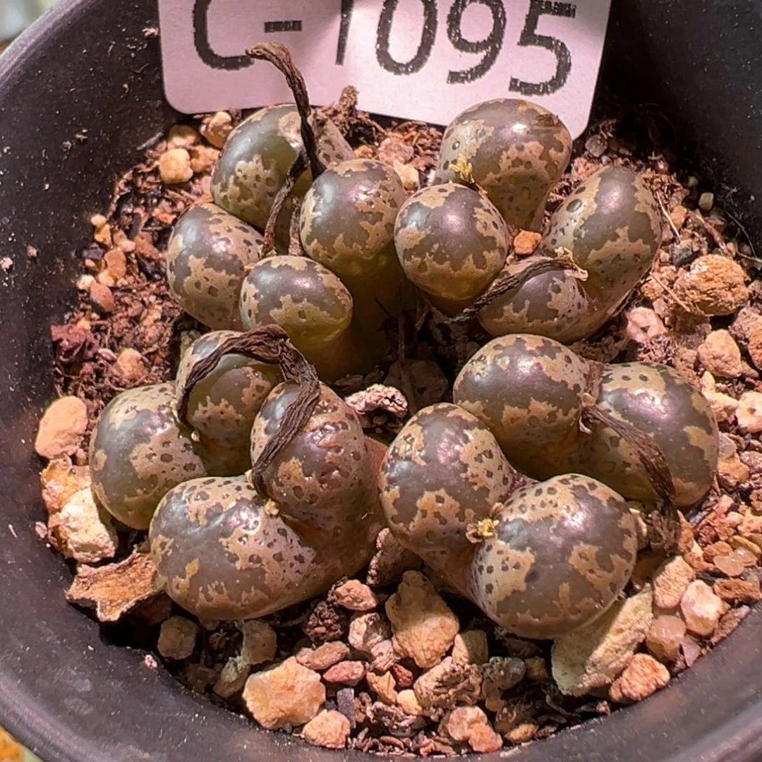 多肉植物11111111111