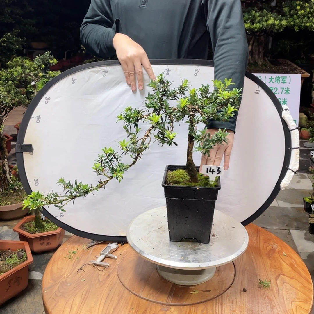 8***）以实际为准罗汉松143带盆