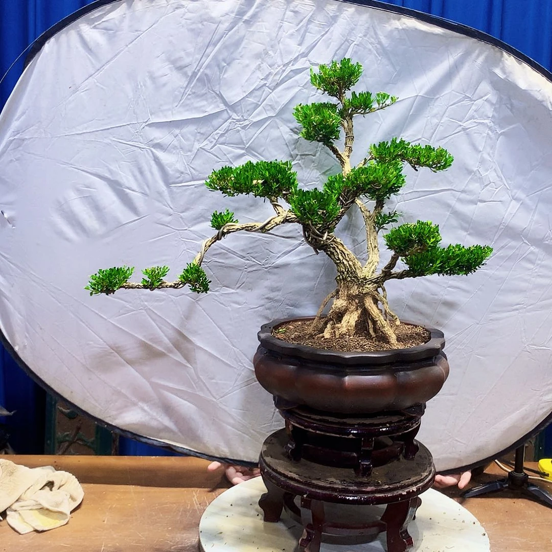 无花朵黄杨盆景一物一拍