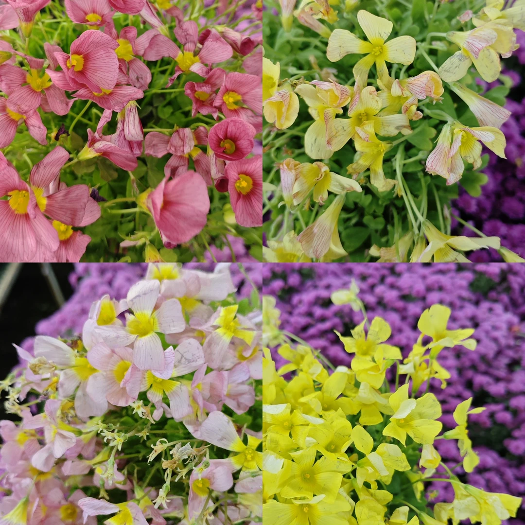 酢浆草【颜色选拍】重瓣丛生盆栽庭院阳台爆花强花卉新手易养护