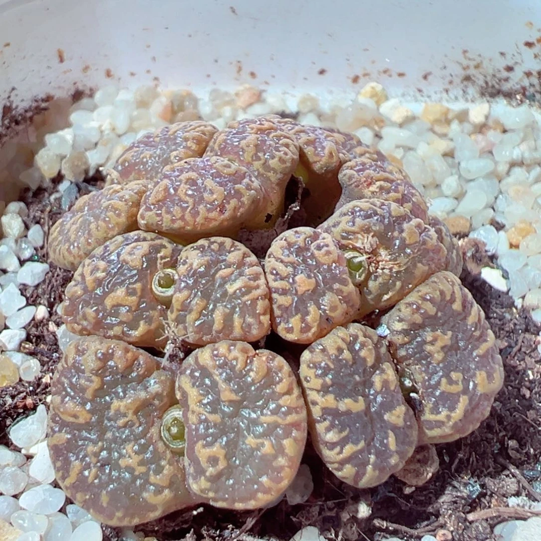 915-380多肉多肉勋章勋章