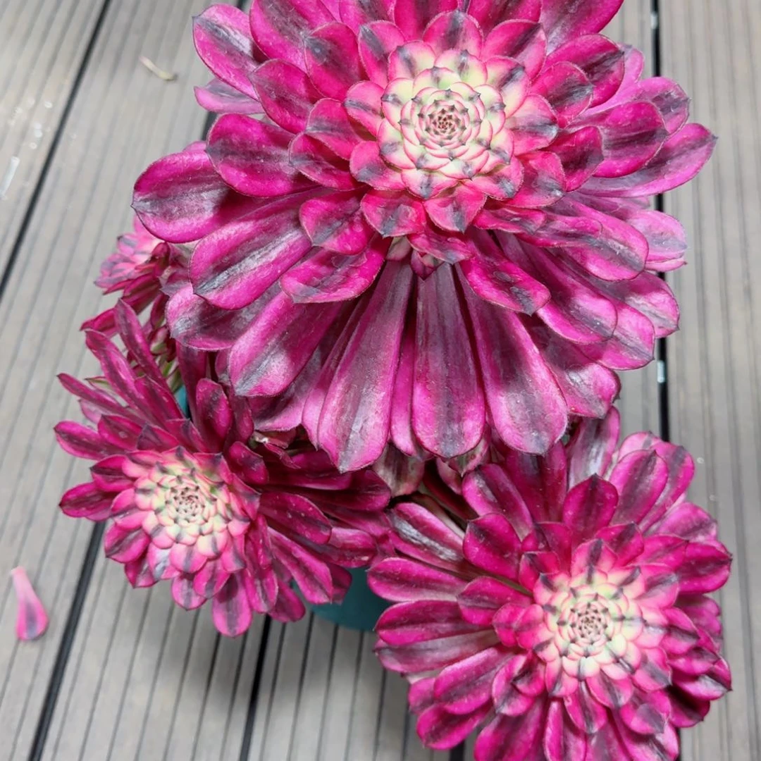 多肉植物发货发货