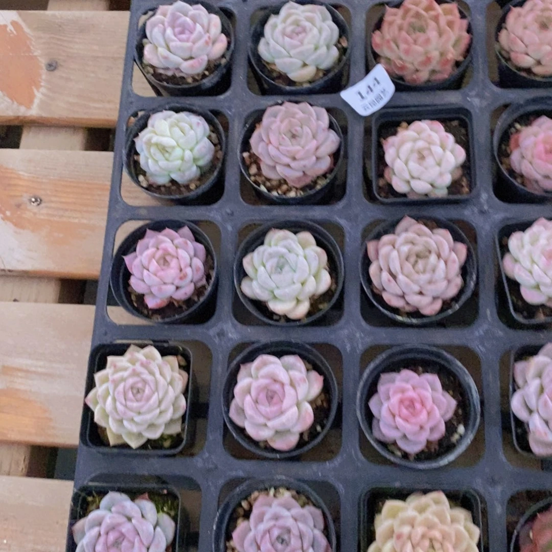 一物一拍。  144。  24颗