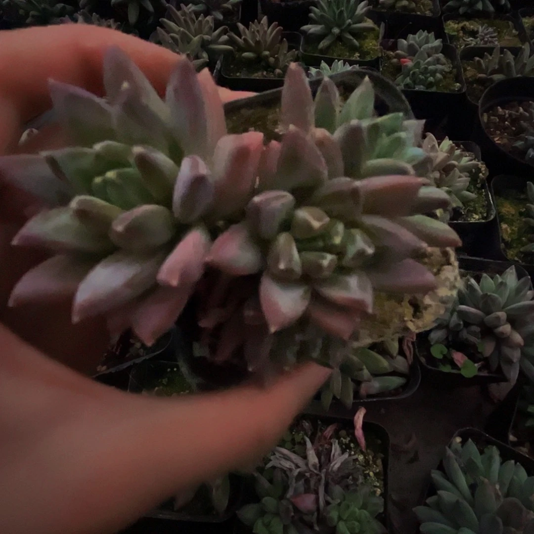 桔云多肉美人精品系列