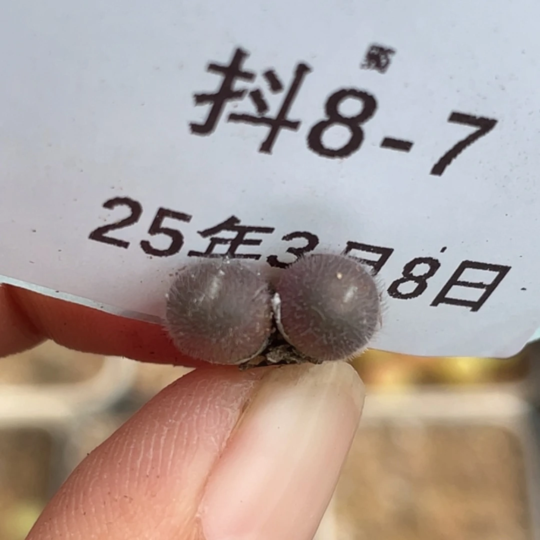 8-7毛球多肉植物