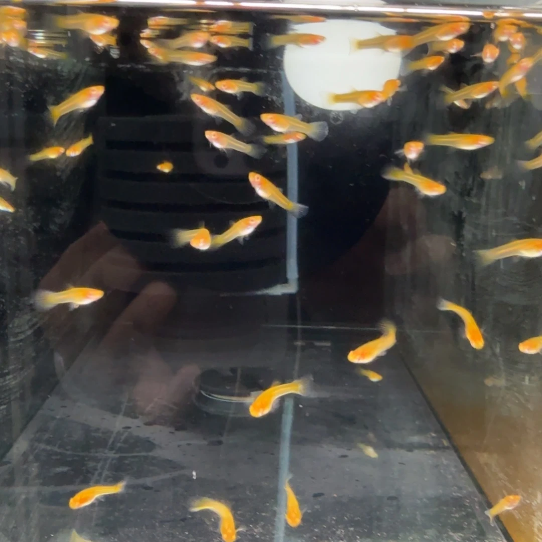 孔雀鱼天使彩虹鱼苗20条公母随机捞