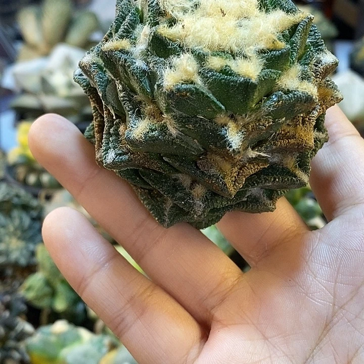 31号根芽螺旋辛盾6.6公分瑕疵