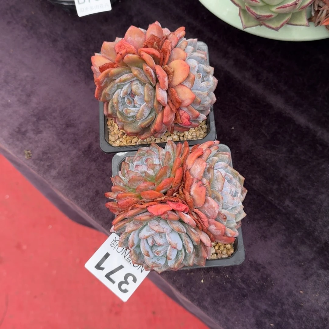 拒*2颗一起一物一拍371