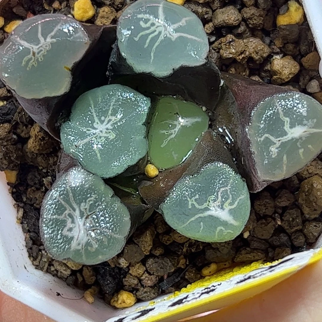 艾格尔万象十二卷多肉植物