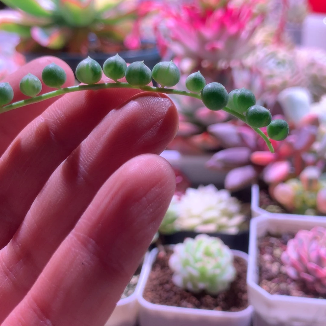 佛珠拉丝锦无根无根