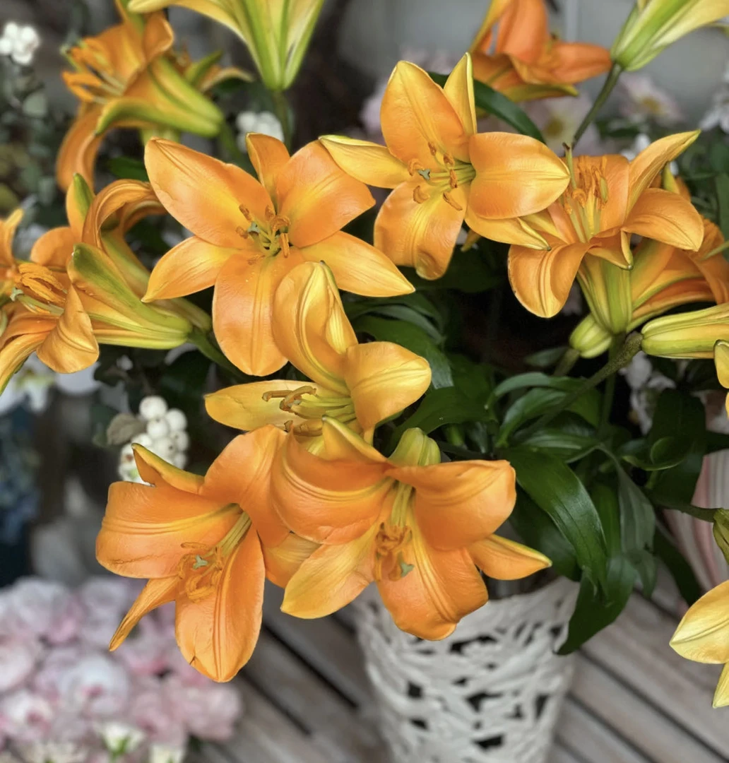 【小阿阮】A级单瓣百合#橙色星球#好养护的家庭鲜花装饰 顺丰直发