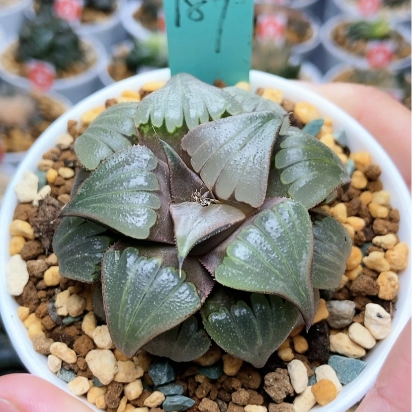 【闪购商品】189媚凤