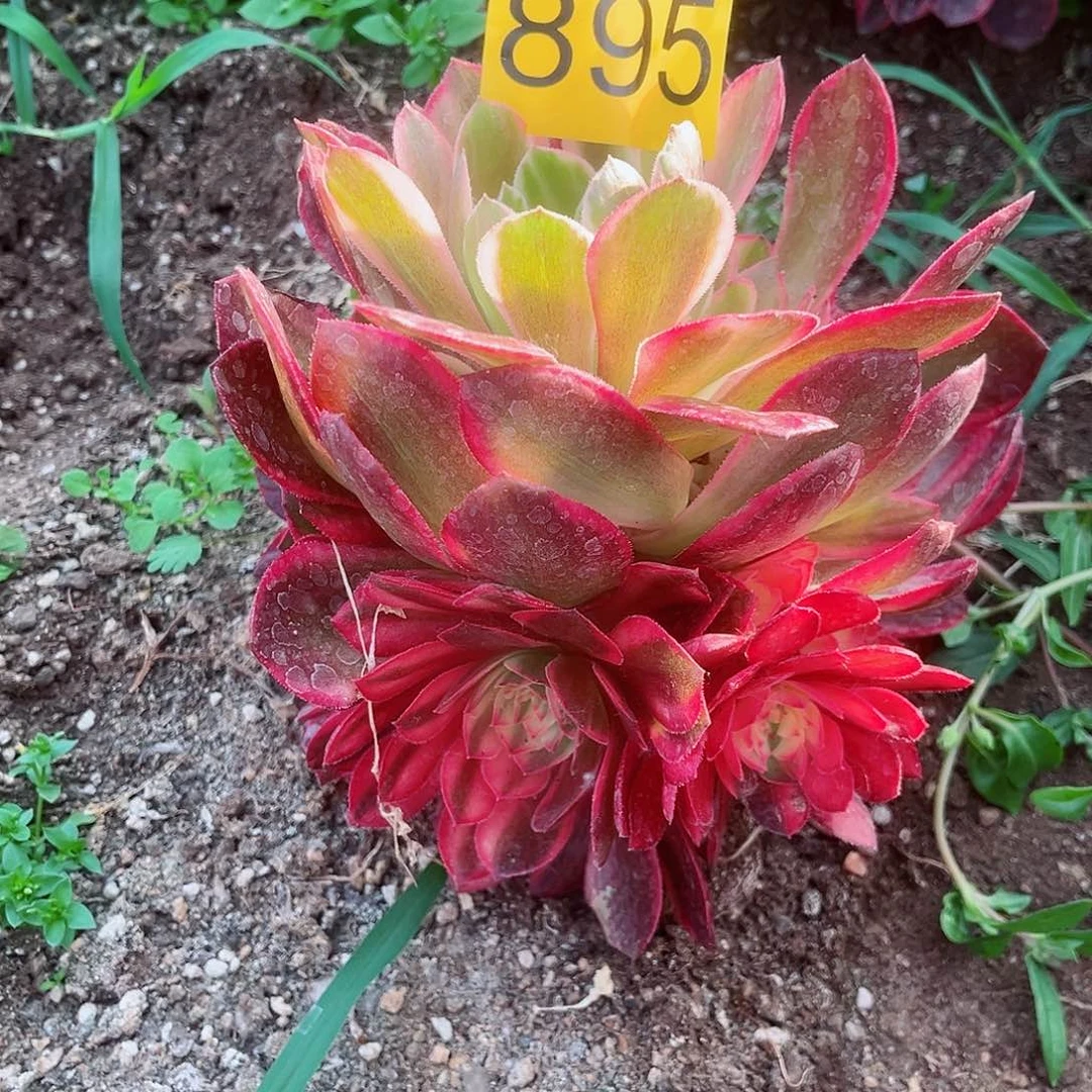 895黑魔锦多肉植物