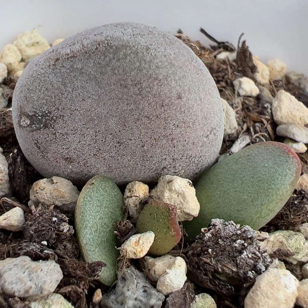 仙桃大苗多肉植物水泡