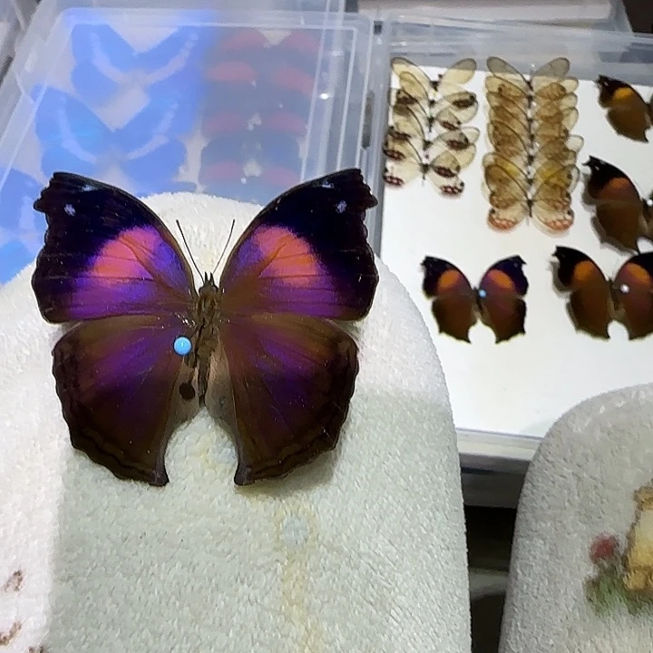 白***仙人掌炬蛱蝶蝴蝶标本专拍带框