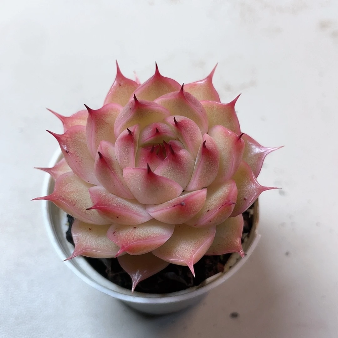 优选麦秆福利8927