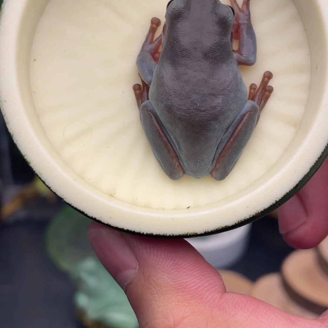 老爷树蛙5号深蓝，变异后代