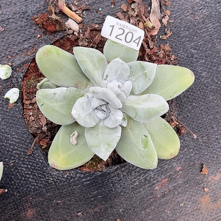 金***)3代杂交仙女杯多肉。