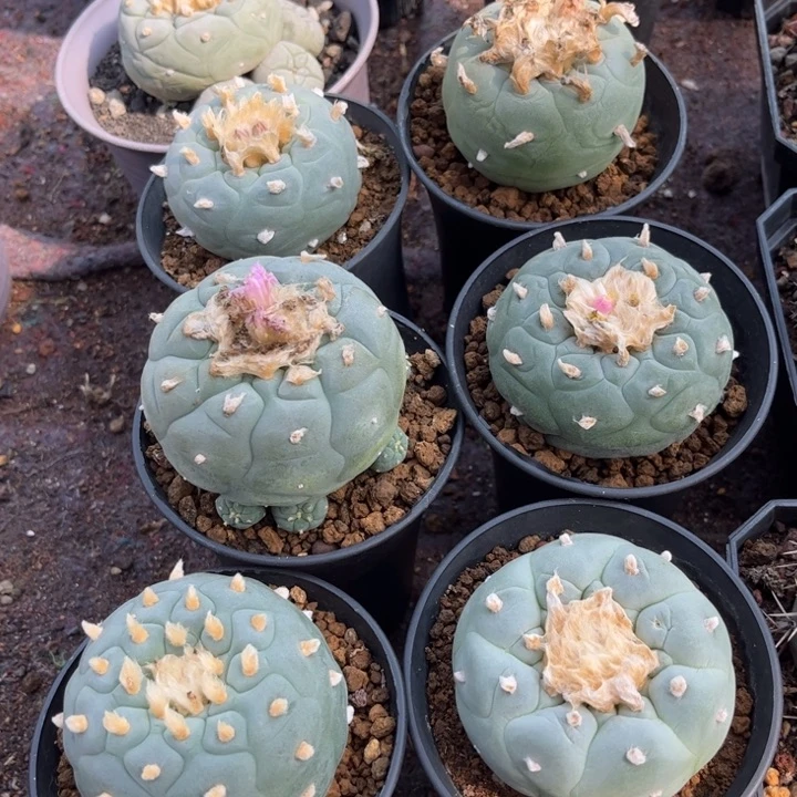 无花朵实生好养皮实好活