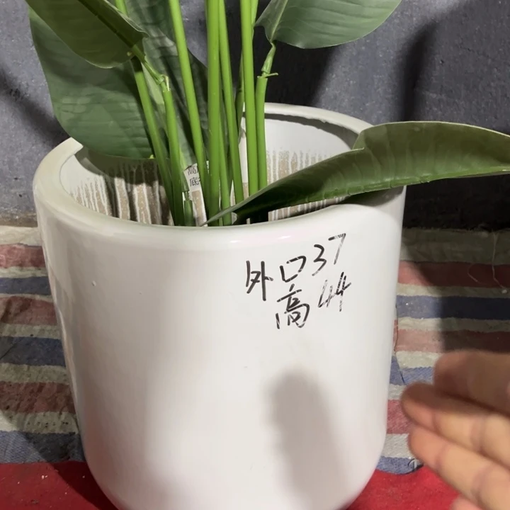 纯白色7号特大号瑕疵捡漏