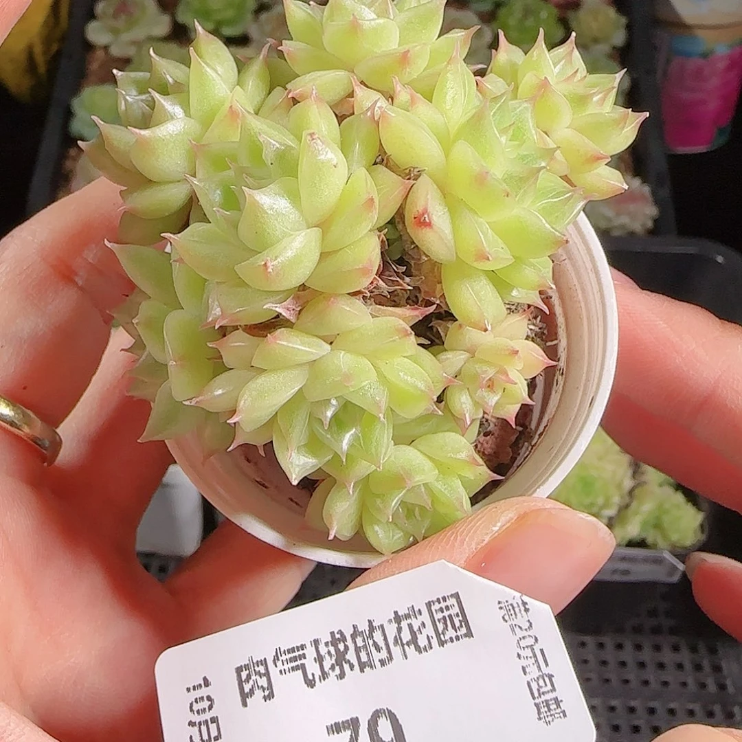 1019—79肉气球麦秆