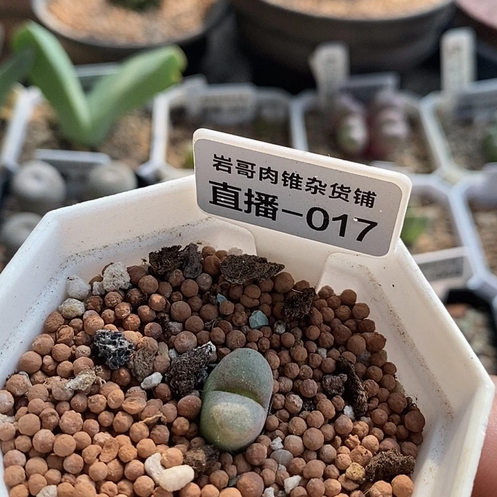 AP种源温莎城堡风铃