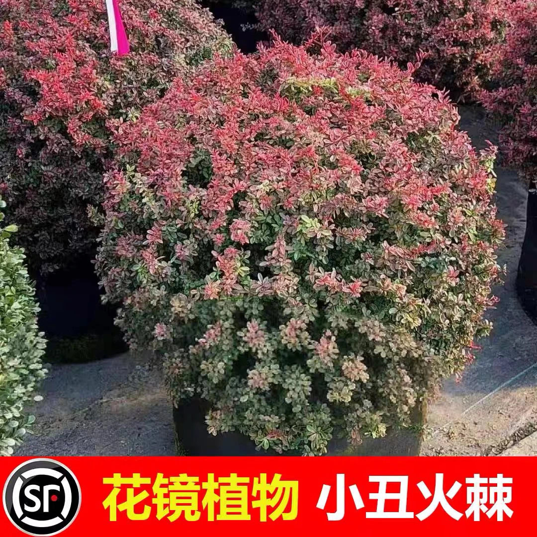 小丑火棘球冬青先令完美冬青