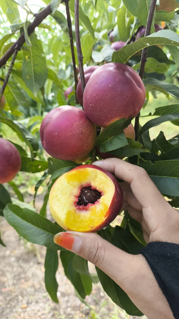 珍珠枣味油桃脆甜离核硬桃子新鲜现摘现发当季水果
