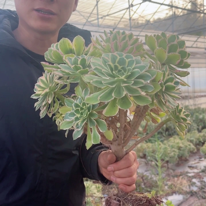 粉冠大叶绿玫瑰可嫁接的量拍