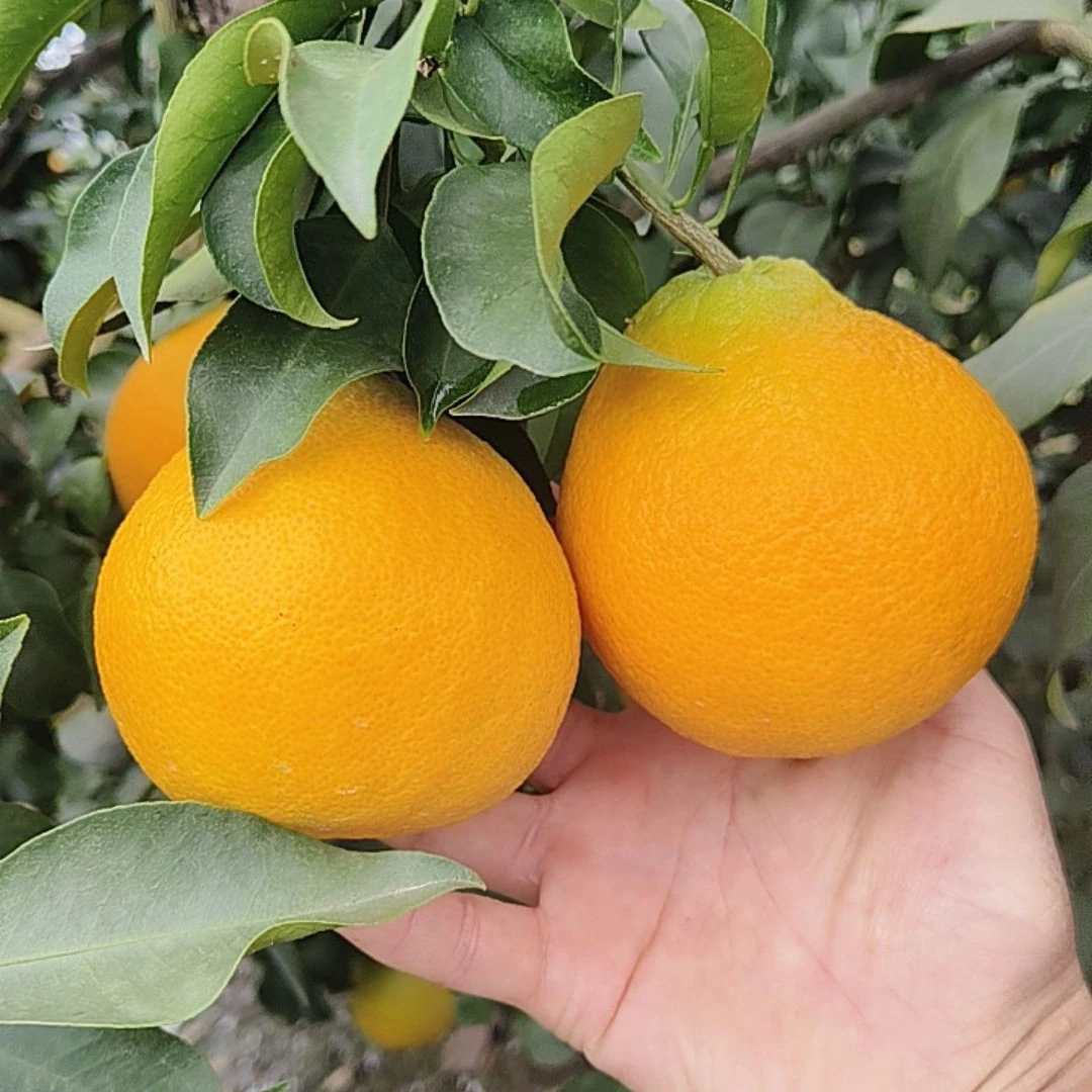 四川高山爱媛果冻橙