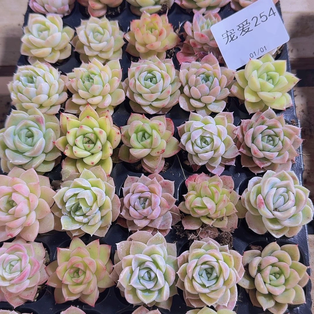 直播福利一物一拍254