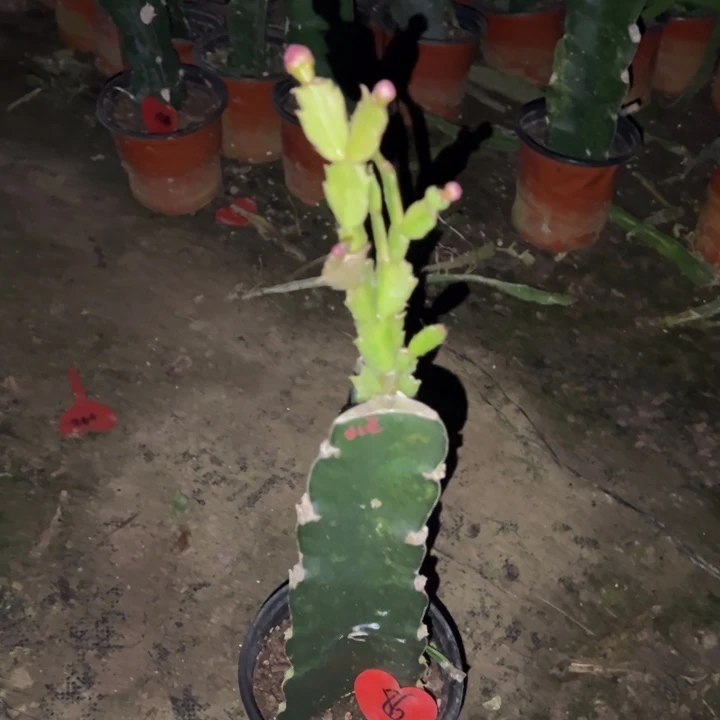 冬***菊当前无花栽培后可以开花红羽毛86