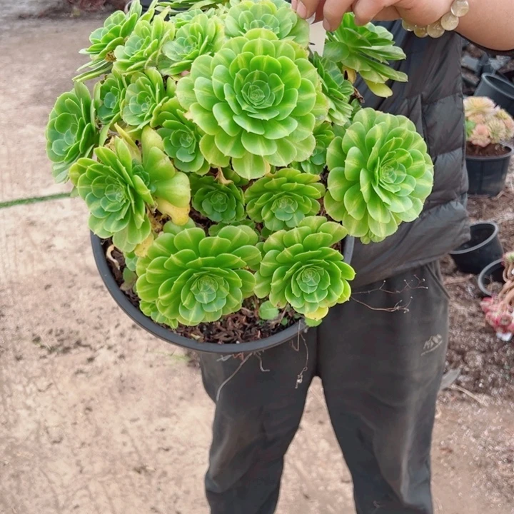 大颗翡翠琉璃85号多肉法师