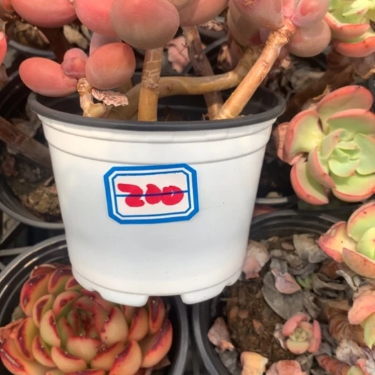 柳***芳一物一拍组合红手指多肉200