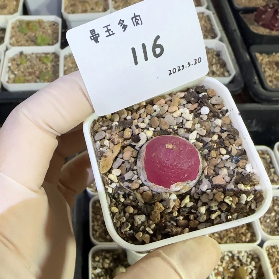 库****多肉多肉多肉5.30-116