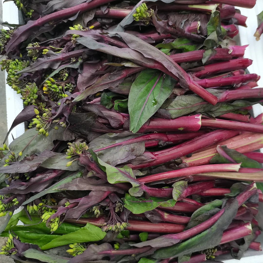 【三斤装】贵州余庆农家红菜苔（新鲜采摘现发）