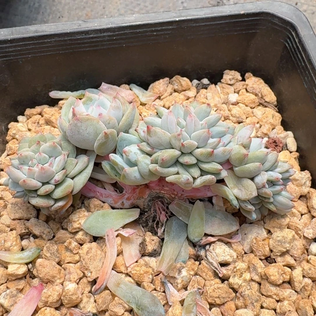 梁****车9厘米的尺寸一物一拍的