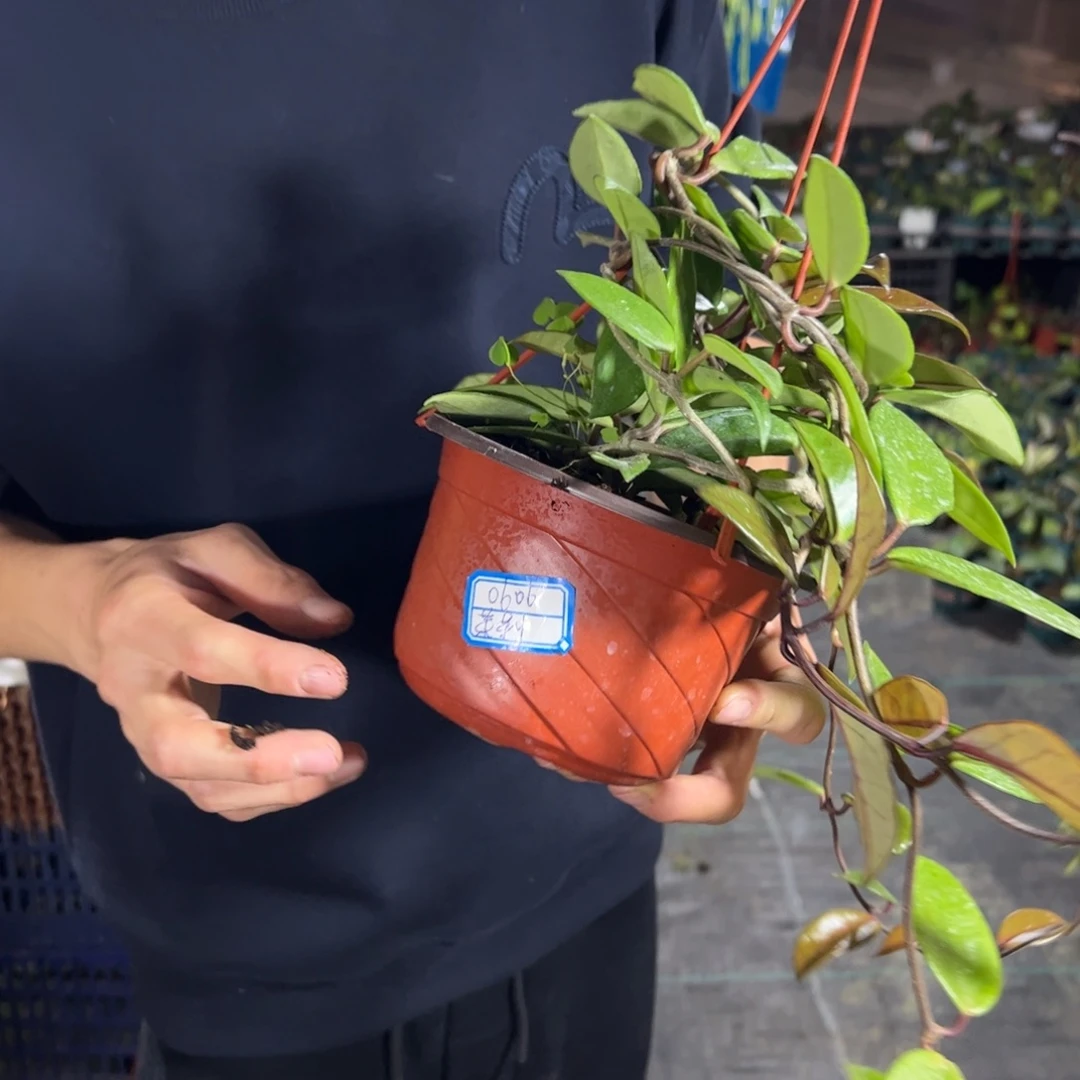 茉***坊无花朵醒目球兰大苗