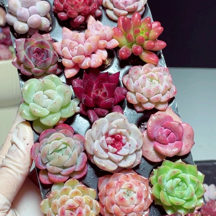 套餐样品样品1套带托盘