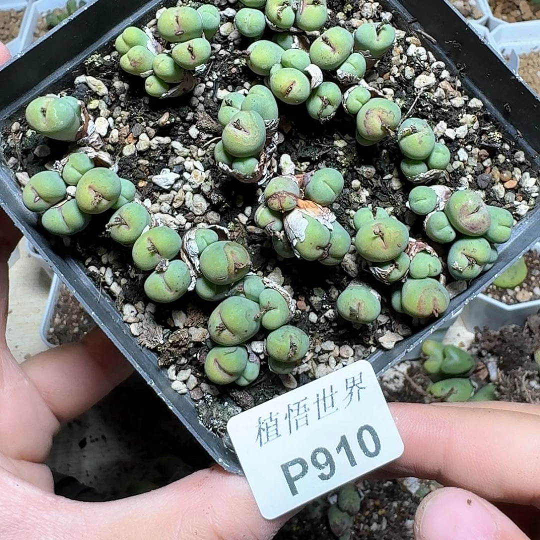 910盒多肉植物哇f f g