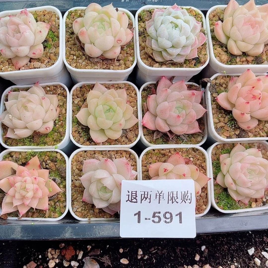 1-591 新疆西藏内蒙不发零度拍保温箱不拍不包损