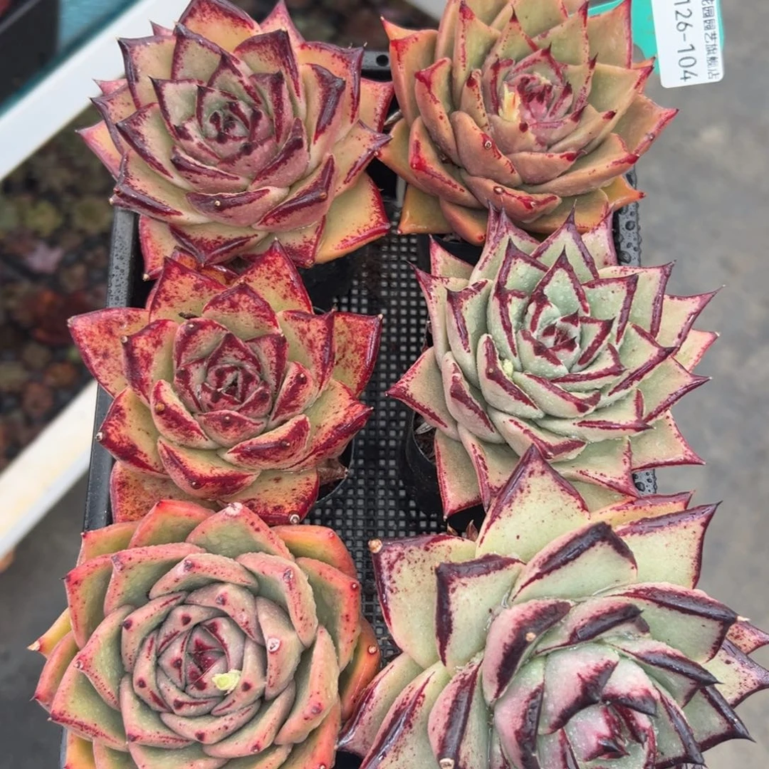 多肉一物一拍编号0126-104