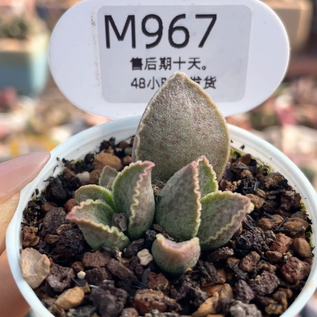 鲍鱼。 967。