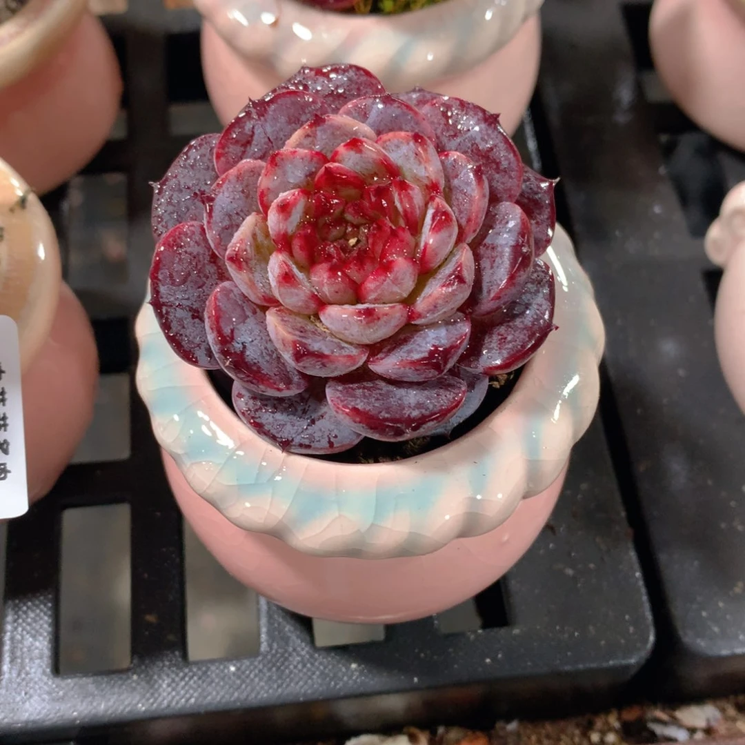 肉萌萌精控多肉 5cm盆量拍 黑天鹅带盆