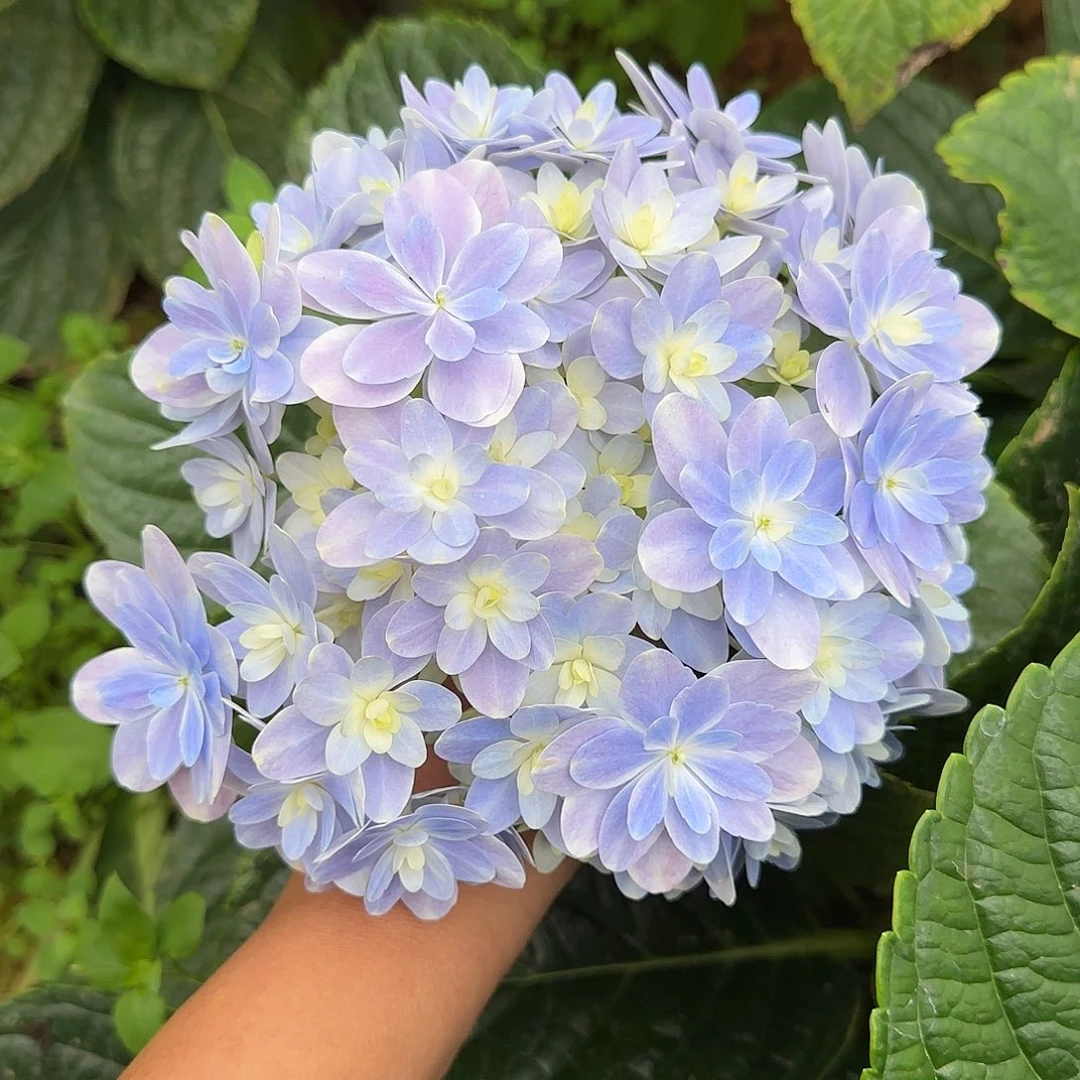 绣球切花一物一拍3枝起包邮，101