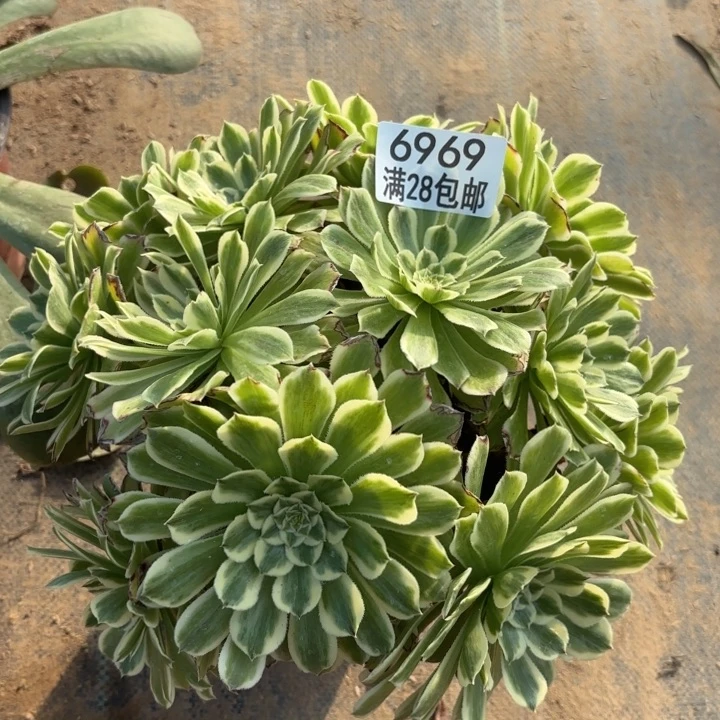 E. 6969碧浪多肉