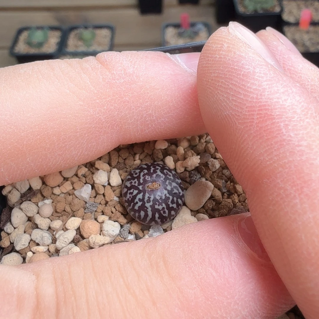 胖***米dy2 胖胖 姜大叔bo