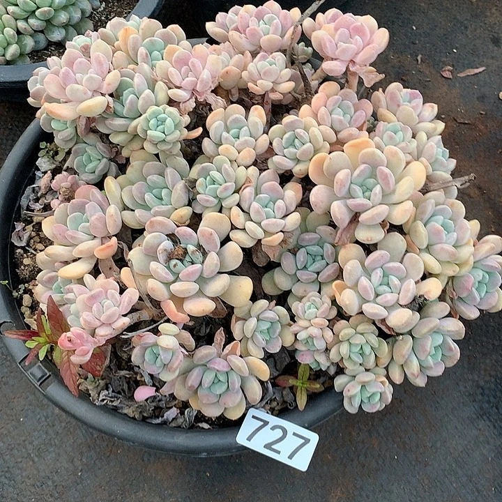 727 一物一拍多肉