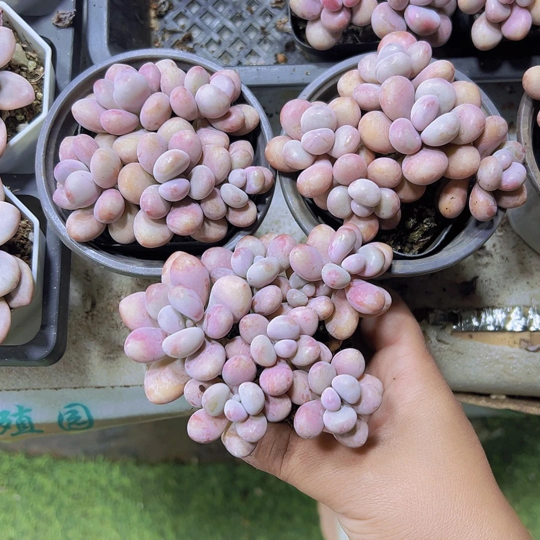5头我装桃蛋19包邮多肉植物