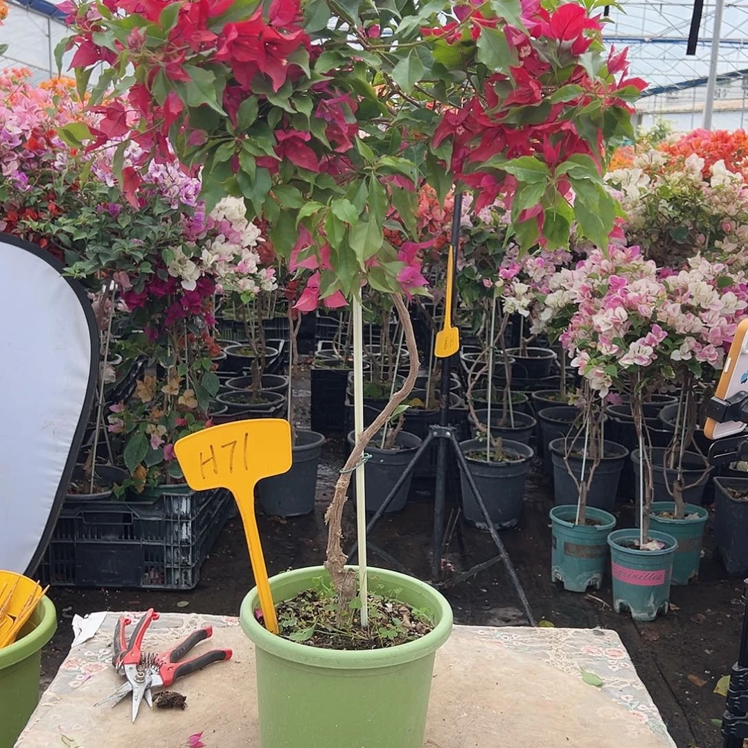 时***浅大部分花苞少量开放H71酒红桑巴